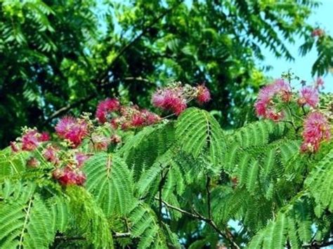 芙蓉樹照顧|【芙蓉樹照顧】新手必看！芙蓉樹照顧秘技：種植、施肥、修剪、。